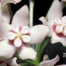 2 Rare 'Jin Chan' Adenium Desert Rose Seeds