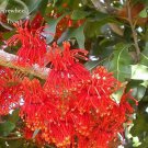 2 ,Firewheel Tree Stenocarpus Sinuatis Seeds