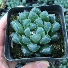 5 Haworthia Shinkirou Bonsai Black Succulent Plants Seeds