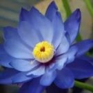 5 Heirloom Mixed Pink Rose Red Blue Orange Lotus Nelumbo Nucifera Flower Seeds