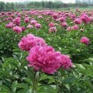 5 Multicolor Japanese Tree Peony Flower '' Shima-nishiki - Dao Jin Seeds