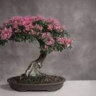 10 Bonsai Tree Japanese Sakura Bonsai Rare Japanese Cherry Seeds