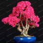 10 Bonsai Tree Japanese Sakura Bonsai Rare Japanese Cherry Seeds
