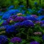 10 Chinese Peony Tree Seeds Blue Double Flowers Seeds