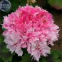 10 Geranium Bonsai Rose Red & Light Pink Flowers with Sharp Corner Plant Seeds