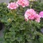 10 Geranium Bonsai Rose Red & Light Pink Flowers with Sharp Corner Plant Seeds