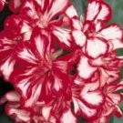 10 Geranium Mixed 4 Types Rare Seeds