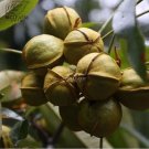 10 Heirloom American Pecan Seeds 'Nut Walnut' Bonsai