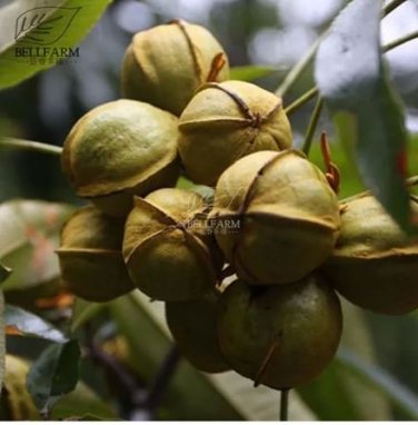10 Heirloom American Pecan Seeds 'Nut Walnut' Bonsai
