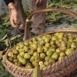 10 Heirloom American Pecan Seeds 'Nut Walnut' Bonsai
