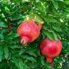 10 Pomegranate Trees Seeds