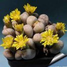 10 Semillas De Flores Succulents Raw Stone Cactus Seeds