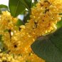 10 Sweet-scented Osmanthus Flower Seeds Dark Yellow Color Seeds