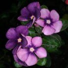 10 Violet Star Vinca Flower Seeds