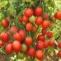 30  Rare Red Bonsai Dwarf Tomato 'Chong Ming' Organic Seeds