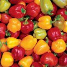30 Sweet Bell Pepper Mixed Seeds