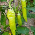 35 Anhui Green Long Sweet Cow-horn Pepper F1 Seeds