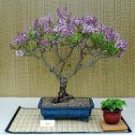 50 Bonsai Lilac Plant Japanese Lilac Seeds