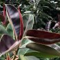 50 Ficus Elastica Decora Indian Rubber Tree Seeds