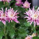 50 Green Blue Purple Chrysanthemum Perennial Flower Seeds