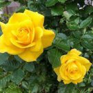 50 Rose Bright Light Yellow Big Blooms Flower Seeds