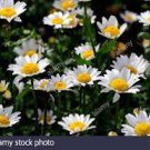 30 White DAISY Chrysanthemum Multicaule Mini Marguerite Flower Seeds