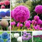 100 Allium giganteum Flower Mixed Seeds