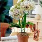 100 Amaryllis Seeds