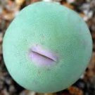 100 Ball Conophytum vanzylii Cactus Bonsai Rare Succulent Plant Seeds  2