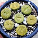 100 Ball Conophytum vanzylii Cactus Seeds