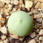 100 Ball Conophytum vanzylii Cactus Seeds