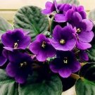 100 Beautiful Plant Bonsai Flower Bonsai African Red Purple Mini Blue Violet Seeds