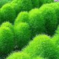 100 Broomsedge Flores Lawn Seeds