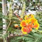 100 Caesalpinia Pulcherrima Poinciana Peacock Flower Seeds