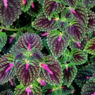 100 Coleus Blumei Seeds - Green-Black-Purple-Rose Pink Flowers