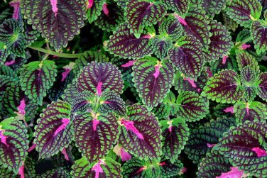 100 Coleus Blumei Seeds - Green-Black-Purple-Rose Pink Flowers