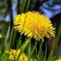 100 Dandelion Tortoise Seeds Wildflower