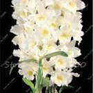 100 Dendrobium Orchid Flower Bonsai Seeds