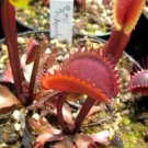 100 Dionaea muscipula Seeds - Red Color