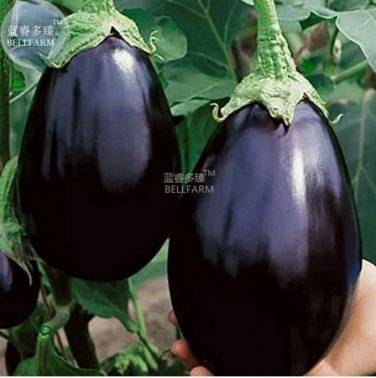 100 Eggplant Black Big Vegetables Seeds
