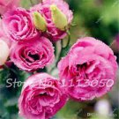 100 Eustoma Bonsai Seeds Mixed Colors