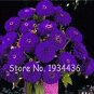 100 Exotic Zinnia Pretty Pastel Mixed Flower Perennial Spring Flowering Seeds