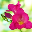 100 Freesia Flower Seeds - Rose Purple Flowers
