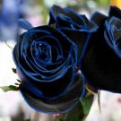 50 New Midnight Supreme Rose Bush Flower Seeds