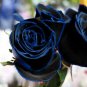 50 New Midnight Supreme Rose Bush Flower Seeds