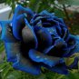 50 New Midnight Supreme Rose Bush Flower Seeds