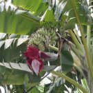 100 Edible Banana Tree ‘Dwarf Lady Finger’ (Musa acuminata) Seeds