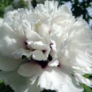 5 Rare Heirloom 'Xue Shan Jin Ding' White Black White Black Peony Tree Flower Seeds