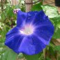 50 Rare Japan Takii White Blue Stripe Morning Glory Perennial Flower Seeds