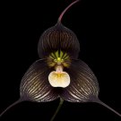 50 Dracula Pholeodytes Monkey Orchids The Cave-Hiding Dracula Flower Seeds